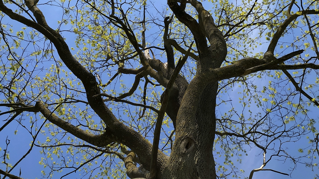 Tree 13. 13 Деревьев. Дерево Котовы яйца. 13 Деревьев Соммы. Моё дерево 13 декабря.