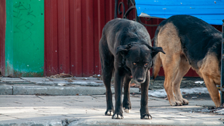 Прокуратура заставила власти Читы выплатить компенсацию 12-летней девочки за укус собаки