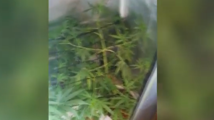 В Минске мастер тату и банковский клерк организовали нарколабаратории