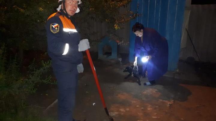 В Ростовской области спасли собаку от верной гибели
