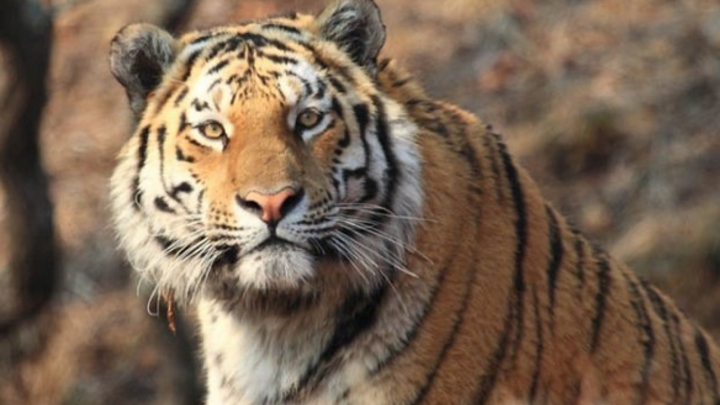 Вопиющий случай!: В Приамурье неизвестные расправились с краснокнижным тигром Павликом