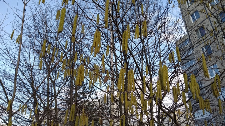 Как выжить аллергику в сезон пыльцы: врачи дали список спасительных правил