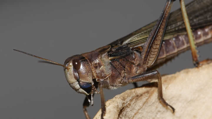 Боевая саранча: В США насекомых превратили в киборгов для поиска взрывчатки