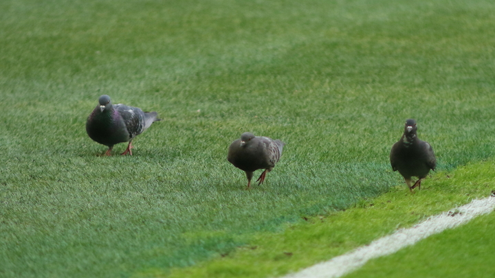Мэрия Кишинева опубликовала список футбольных полей, которые будут отремонтированы