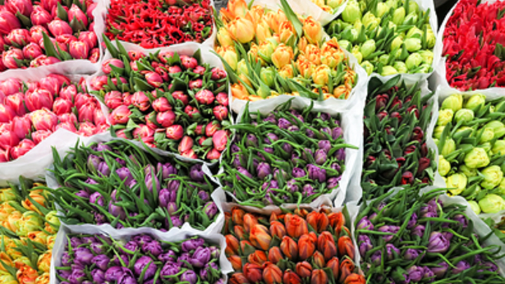 В Краснодаре всем женщинам дарили цветы в преддверии 8 Марта