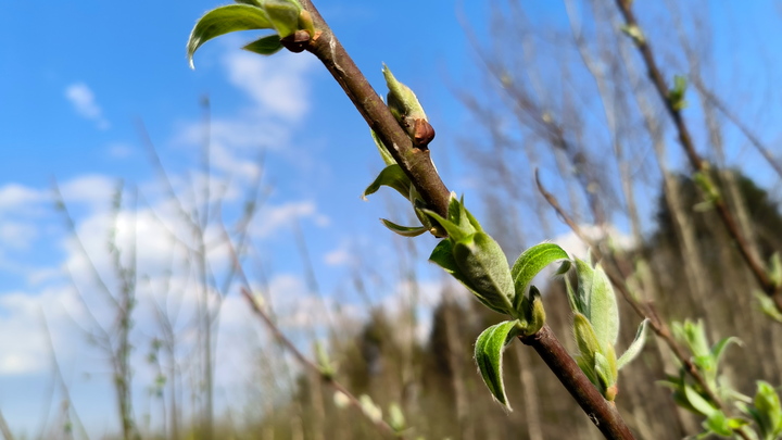 Борьба с муравьями: Дешёвая и простая смесь решит проблему