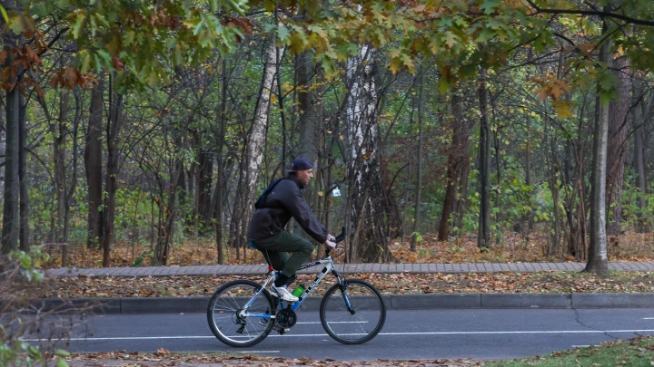 Как новый закон о зеленом фонде помогает заботиться о деревьях в Москве