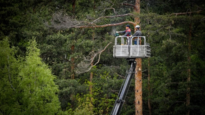 Рубка деревьев на своём участке может привести к штрафу - Депутат Колунов