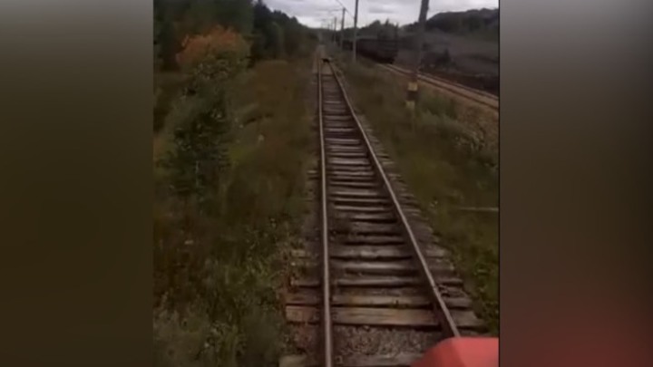 В черте Кемерова снова заметили медведя