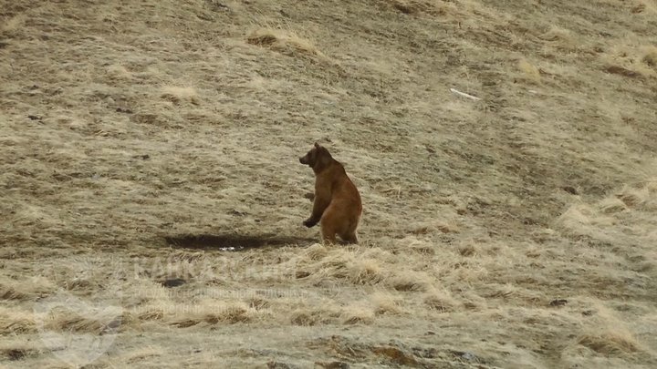 В горах Сочи появился новый вид медведей