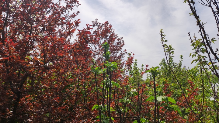 Лунный посевной календарь на 29 июня 2023: что сажать сегодня, советы садоводам и огородникам