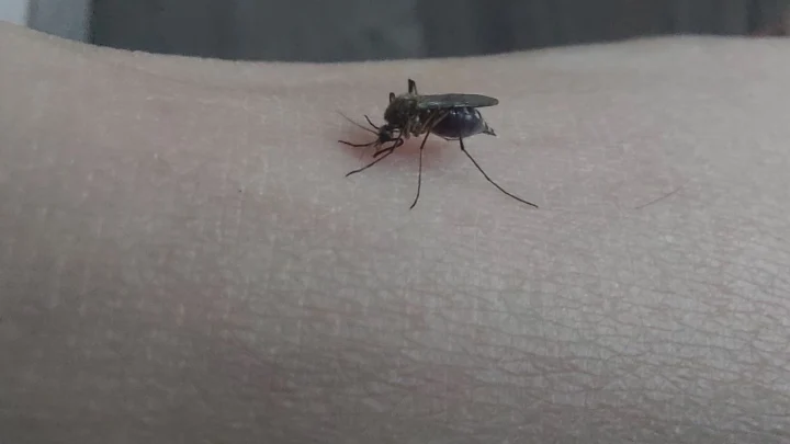 Ученые выяснили, когда комар укусил первого человека
