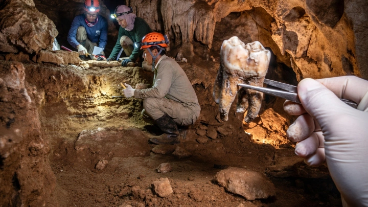 В Малайзии нашли загадочный человеческий зуб возрастом 55 тысяч лет