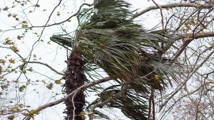 На Сочи обрушатся сильные ливни и ураганный ветер