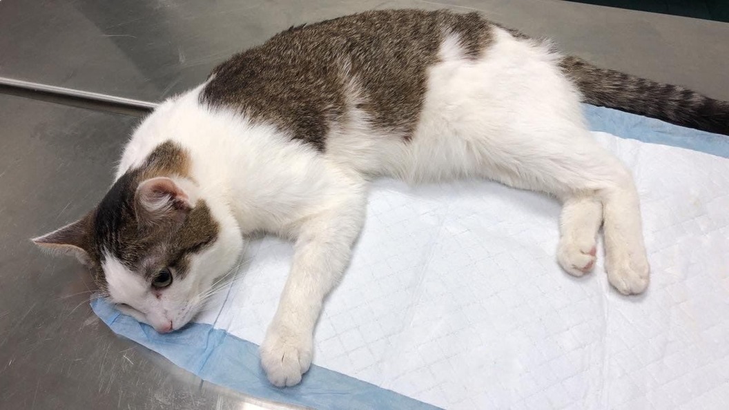 Кот писает кровью