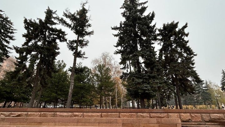 В Челябинске на площади Революции спилили 60-летние голубые ели