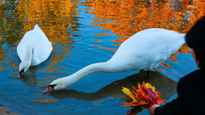 Бабье лето - 2025: Каким будет, когда его ждать? Вильфанд поделился своим прогнозом