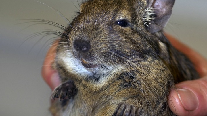 Миниатюрный грызун, которого не надо мыть. Врач предупредила о последствиях