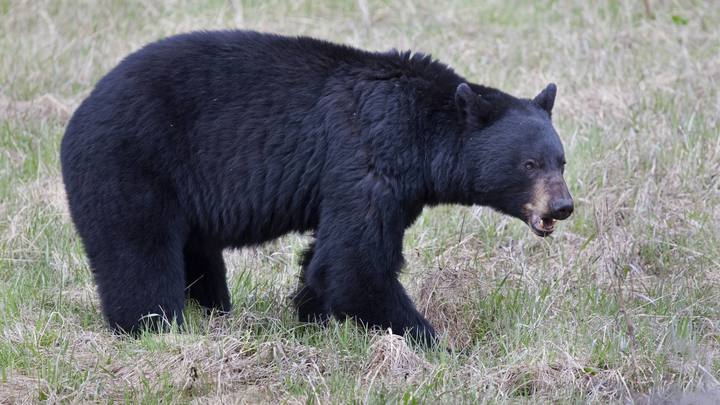 К американцам пришёл барибал. Власти предложили бездействовать
