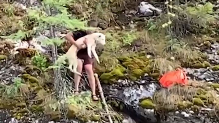 Скалолазка поневоле: Туристы спасли застрявшую на скале собаку