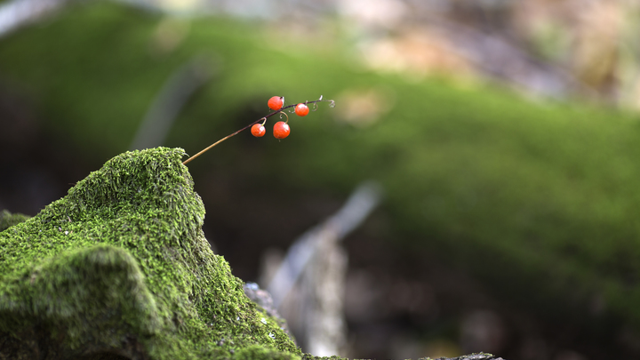 Стали известны подробности крупного мошенничества с 11 тыс. участками земли Сочинского нацпарка