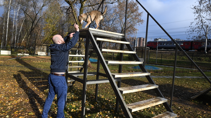 Собачникам из Москвы объяснили, как они могут улучшить площадки для выгула собак
