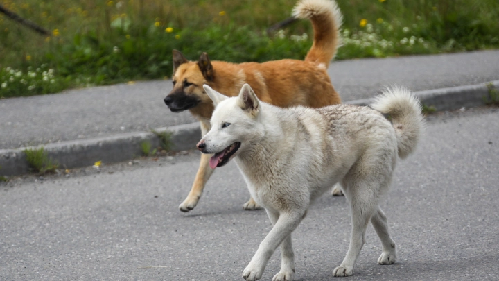 Зловоние, вой и скулёж: Женщина поселила в квартире 40 собак. Страдали и соседи, и животные