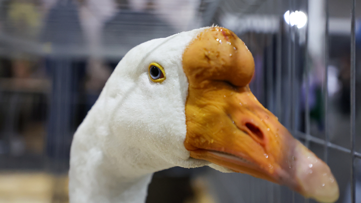 Не дай Бог рванёт!: Доктор Мясников - о возможной беде. Начнётся - никакие границы не спасут