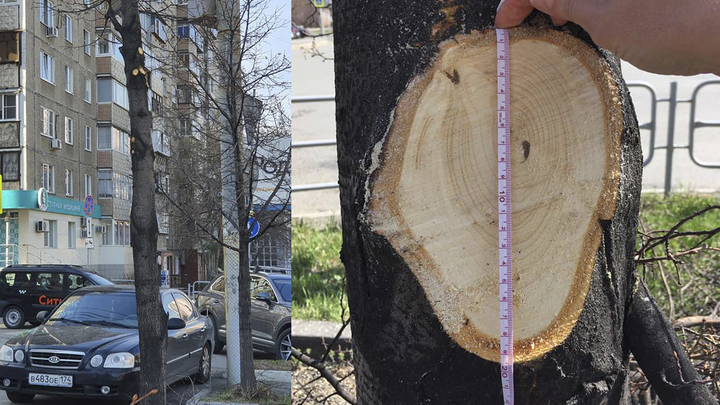 В Челябинске общественники поймали подрядчика за варварской обрезкой деревьев
