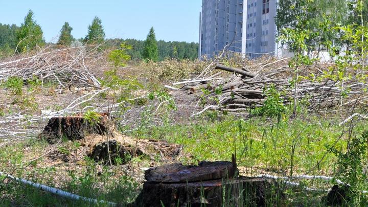 Жители Челябинска устроили пикет против вырубки леса
