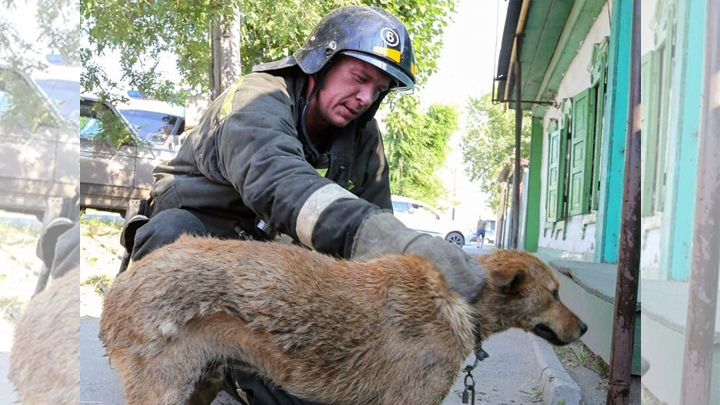 В Кургане пожарные спасли из огня привязанного пса