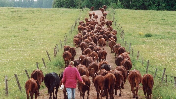 На каких условиях зауральцам раздают коров и поросят