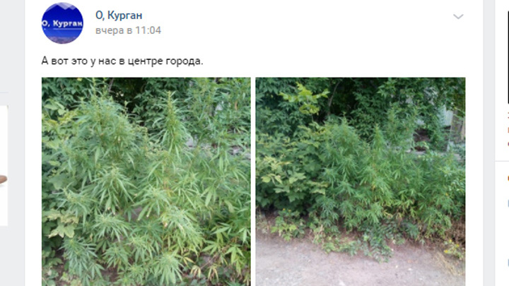 Курганцы пожаловались на заросли конопли в центре города