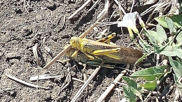 Казни егпитеские: вслед за засухой в Краснодарском крае саранча может съесть весь рис