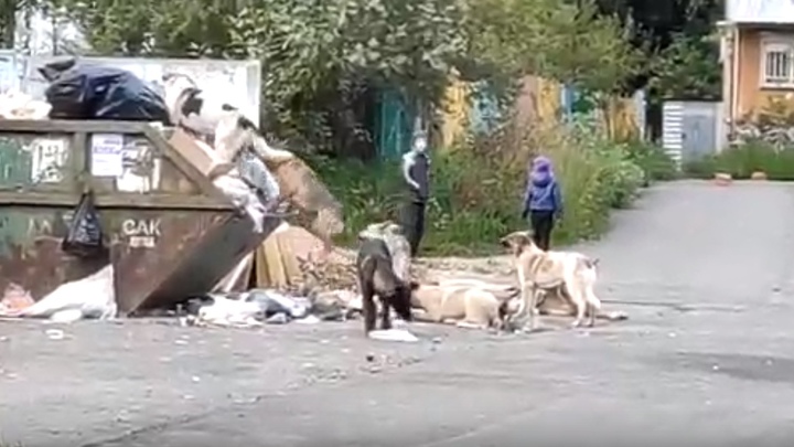 Жителей Златоуста напугали полчища собак [видео]