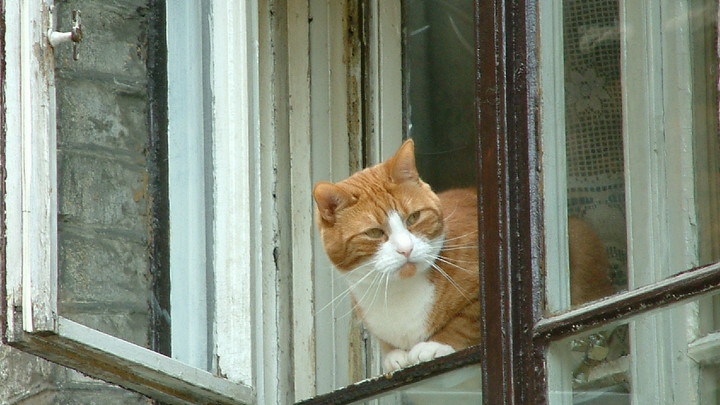 Непоседа с тяжелой болезнью: челябинцы приютили необычного кота 