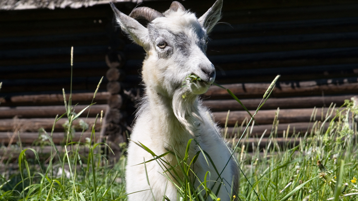 Не приняли новую гендерную политику: Инженер Audi перевёз семью из Германии на Алтай