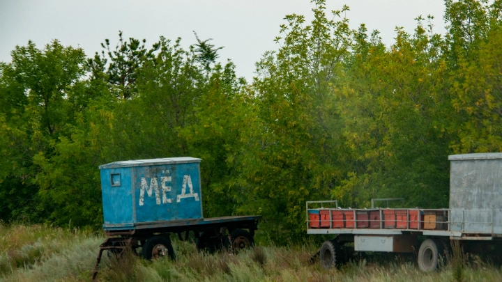 Медведь-сладкоежка отомстил инспектору: Животное разгромило пасеку в Башкирии