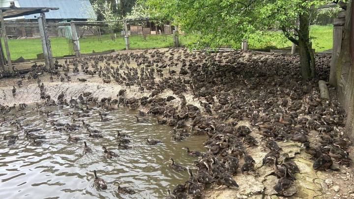 В Шатурский парк выпустили 1300 диких уток