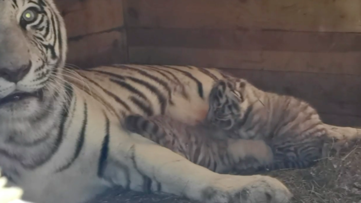 Родившихся в Барнауле котят бенгальских тигров перевезут в зоопарк Краснодара