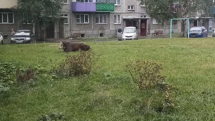 В кузбасском городе на мужчину напали агрессивные быки