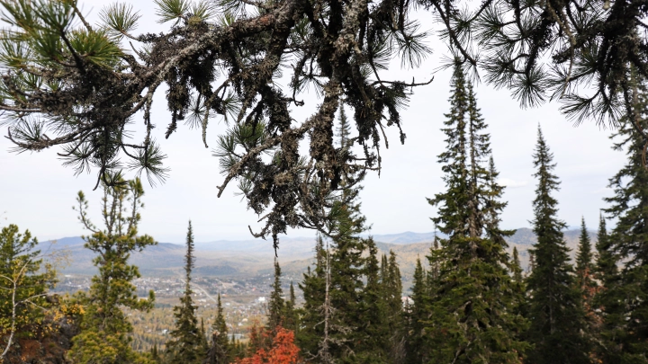 Загадка брошенного автомобиля: новые детали в деле Усольцевых