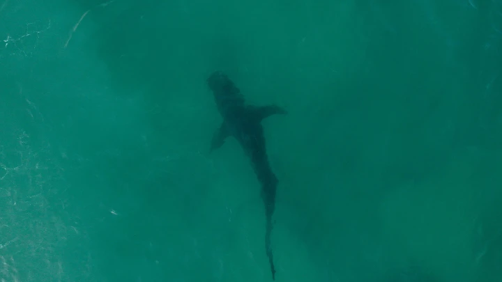 С плавником, но не акула: видео русской туристки переполошило турецкую Аланью