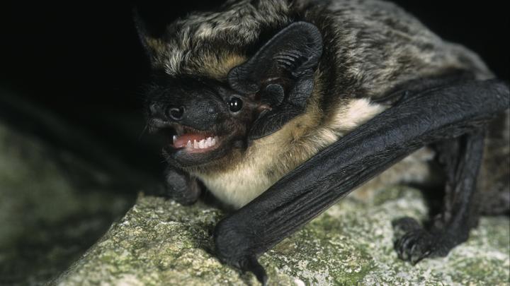 Опасность для человека не изучена: В Индии обнаружили новый тип коронавируса