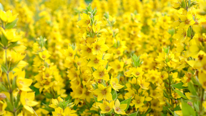 Иммунолог: Аллергия поддаётся лечению