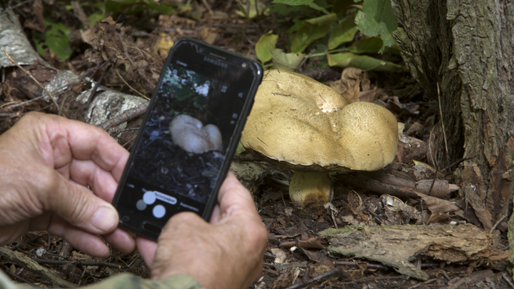 Какие грибы нельзя собирать: В России вступили в силу новые правила