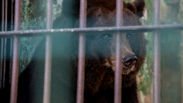 В Крыму медведь откусил фалангу пальца посетительнице зоопарка