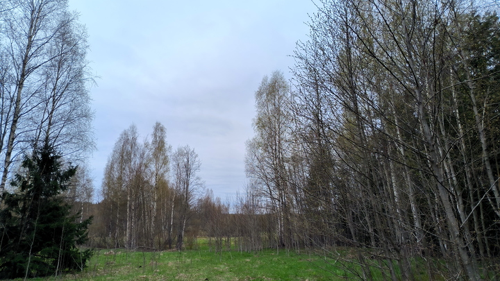 В Перми обнаружили висящее на дереве тело мужчины, завернутое в простыню