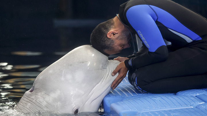 В Норвегии застрелили русского кита-шпиона. Зоозащитники требуют найти убийцу