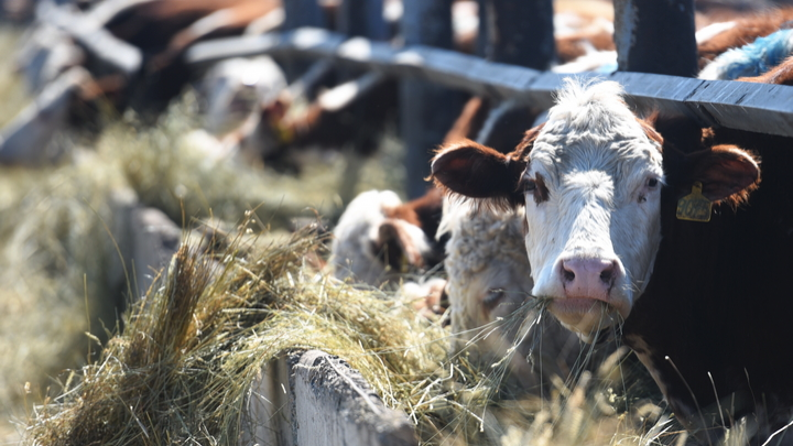 «Коровье аутодафе» в Сибири: скот уничтожен, чиновники молчат